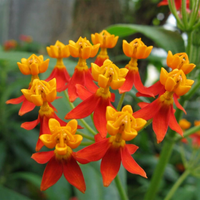 Asclepias Curassavica Flower seeds for Planting - Colorful Display, Heirloom & GMO Free Seeds for Home Garden