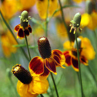Heirloom Mexican Flower seeds for Planting Cut Flower Favorite Heirloom & GMO Free Seeds for Home Garden