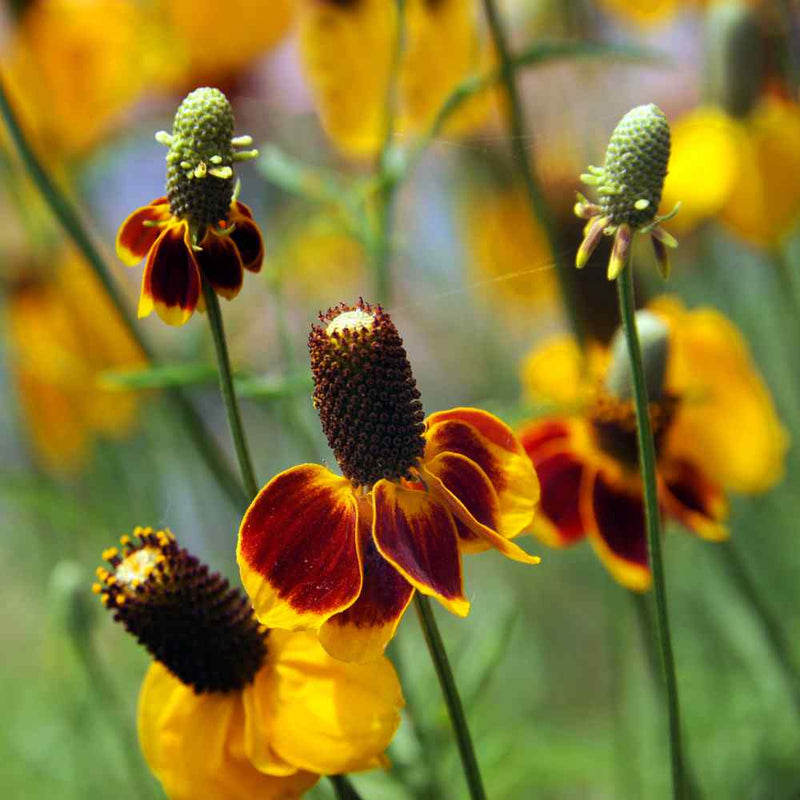 Heirloom Mexican Flower seeds for Planting Cut Flower Favorite Heirloom & GMO Free Seeds for Home Garden
