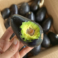 Brown Coldhardy Avocado Seeds for Planting