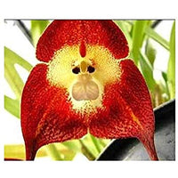 Dark Red Monkey Face Orchid Flower seeds for Planting - Hardy Variety, Heirloom & GMO Free Seeds for Home Garden
