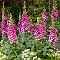 Digitalis Flower seeds for Planting - Shade Tolerant, Heirloom & GMO Free Seeds for Home Garden