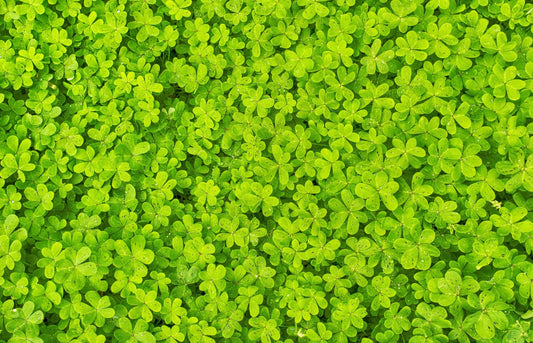 Microclover seeds Trifolium repens
