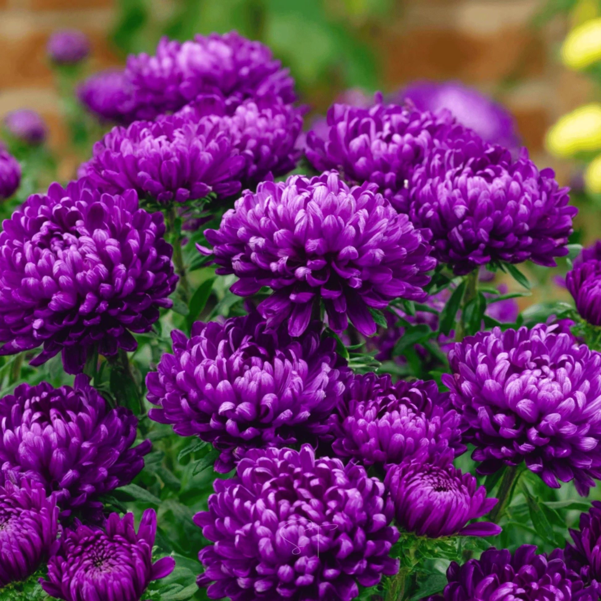 Dwarf Queen Mix Aster Seeds for Planting flower bed