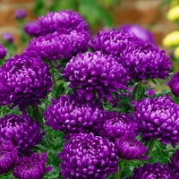 Dwarf Queen Mix Aster Seeds for Planting flower bed