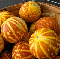 Bonsai melon vines grown from Vietnam Milk Melon Seeds