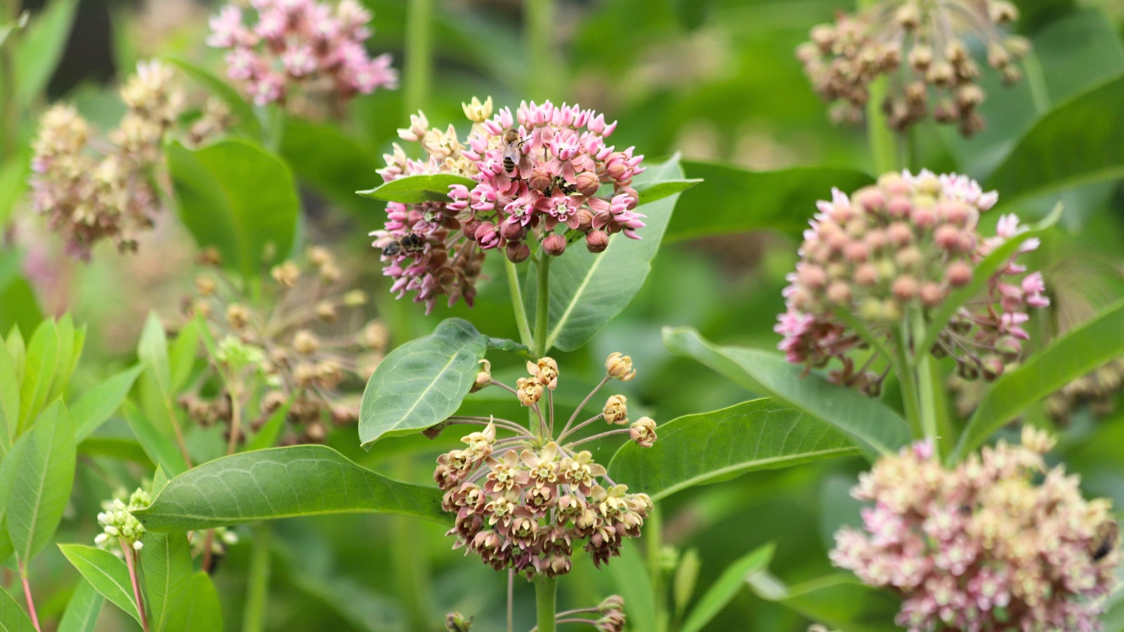 Asclepias Flower seeds for Planting Fragrant Blossoms Heirloom & GMO Free Seeds for Home Garden