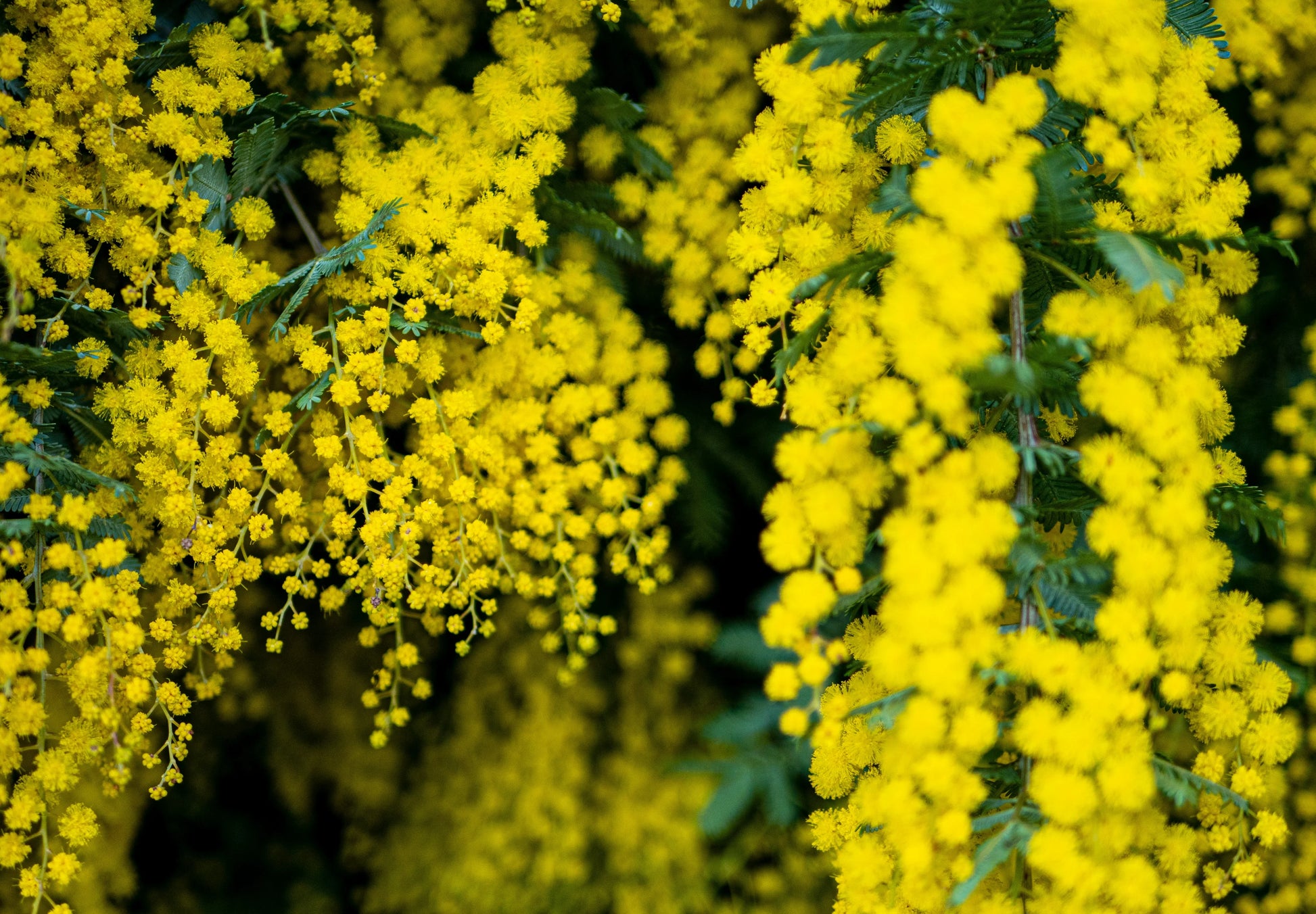 Heirloom Mimosa Flower seeds for Planting Colorful Display Heirloom & GMO Free Seeds for Home Garden