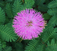 Purple Mimosa Pudica Flower seeds for Planting Cut Flower Favorite Heirloom & GMO Free Seeds for Home Garden 
 
 Sale