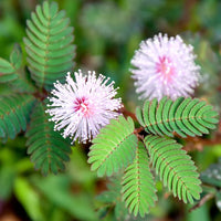 Pink Mimosa Pudica Flower seeds for Planting - Hardy Variety, Heirloom & GMO Free Seeds for Home Garden