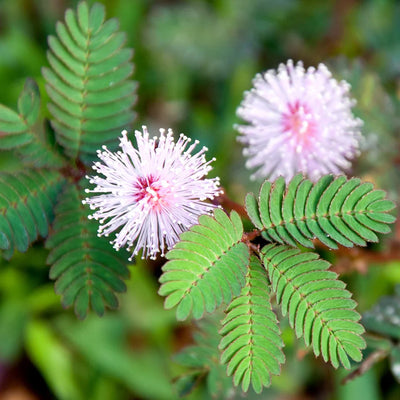 100 Pcs