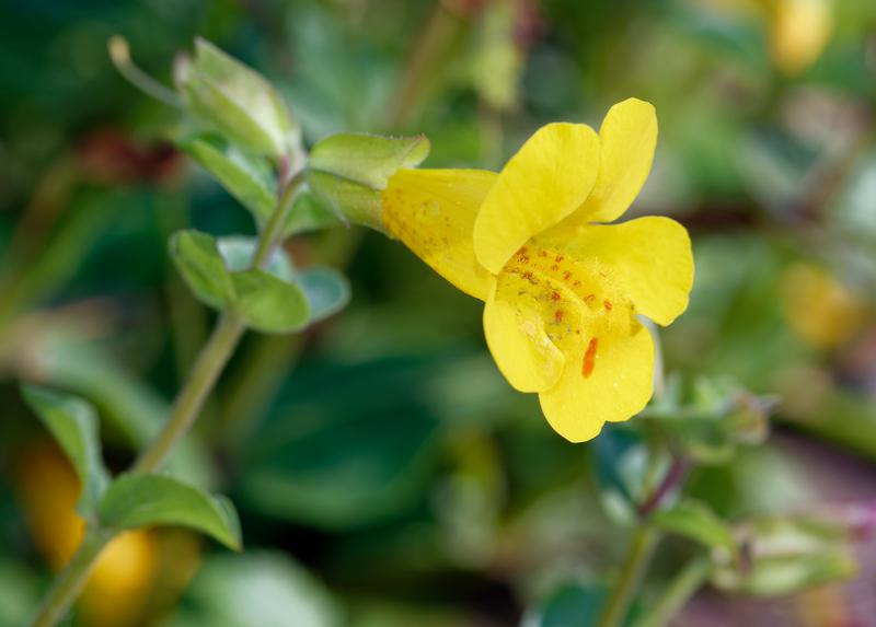 Mimulus Guttatus Flower seeds for Planting Drought Tolerant Heirloom & GMO Free Seeds for Home Garden