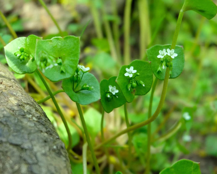 Green Claytonia Flower seeds for Planting - Cut Flower Favorite, Heirloom & GMO Free Seeds for Home Garden