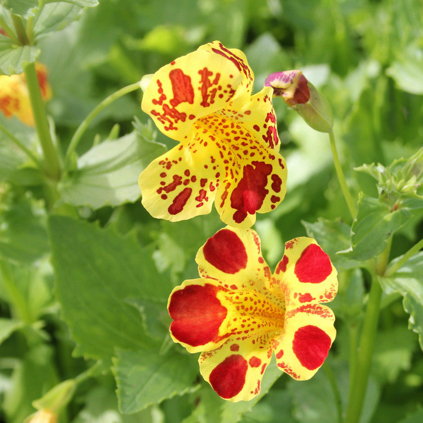 Mimulus Luteus Flower seeds for Planting - Drought Tolerant, Heirloom & GMO Free Seeds for Home Garden