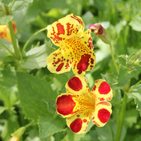 Mimulus Luteus Flower seeds for Planting - Drought Tolerant, Heirloom & GMO Free Seeds for Home Garden