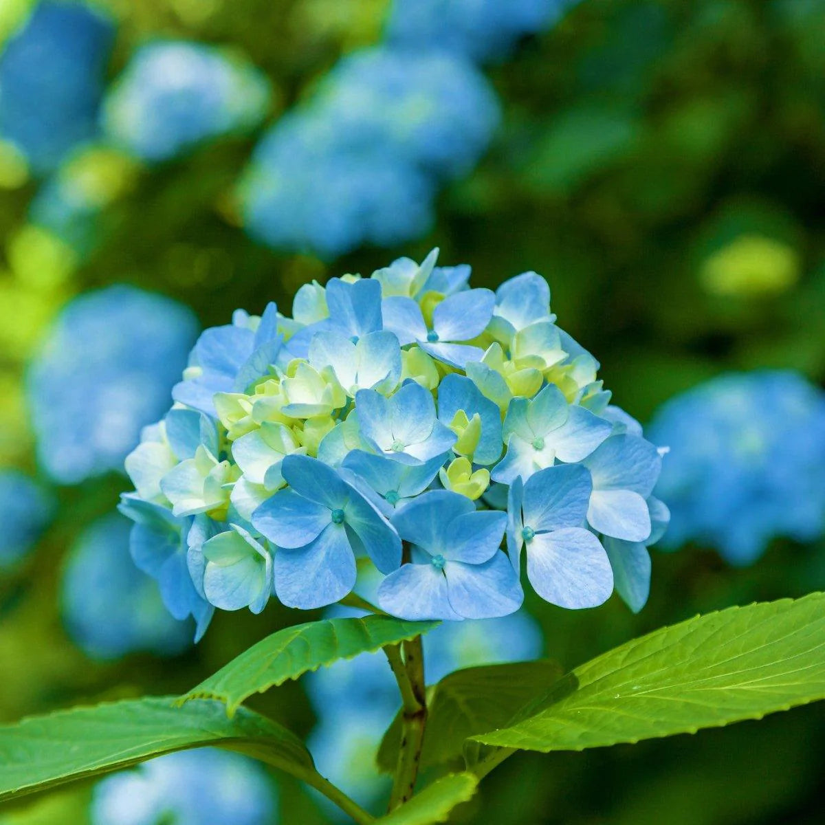 Blue & Yellow Hydrangea Flower seeds for Planting Garden Favorite Heirloom & GMO Free Seeds for Home Garden
 
 Sale