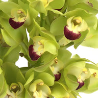Light Green Cymbidium Orchid Flower seeds for Planting - Cut Flower Favorite, Heirloom & GMO Free Seeds for Home Garden