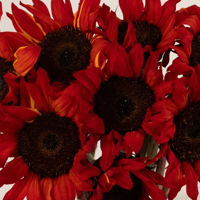 Red Mini Sunflower Seeds for Planting, Heirloom Non-GMO, High Germination Organic Garden Seeds