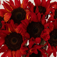 Red Mini Sunflower Seeds for Planting, Heirloom Non-GMO, High Germination Organic Garden Seeds