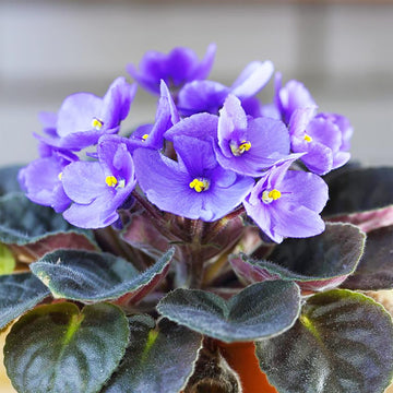 Mini Violet Rare Flower Seeds for Planting