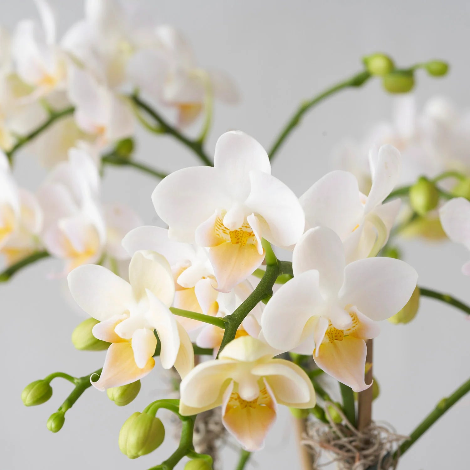 White Phalaenopsis Orchid Flower Seeds for Planting – Heirloom, Non-GMO, High Germination Organic Garden Seeds