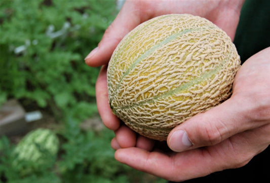 Minnesota Midget Melon Seeds Cucumis melo reticulatus heirloom variety