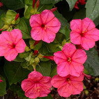 Mirabilis Jalapa Flower seeds for Planting Shade Tolerant Heirloom & GMO Free Seeds for Home Garden 
 
 Sale