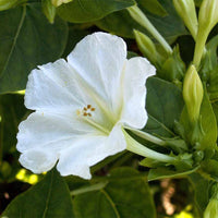 White Four O'Clock Flower seeds for Planting Shade Tolerant Heirloom & GMO Free Seeds for Home Garden 
 
 Sale