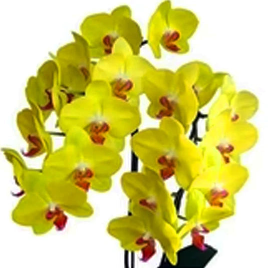 Green Phalaenopsis Flower Seeds for Planting Sun Loving Heirloom & GMO Free Seeds for Home Garden
 
 Sale