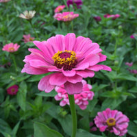 Pink Zinnia Flower seeds for Planting Pollinator Friendly Heirloom & GMO Free Seeds for Home Garden 
 
 Sale