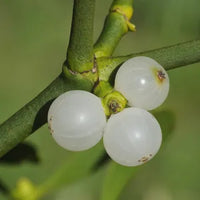 White mistletoe seedlings germination and planting guide