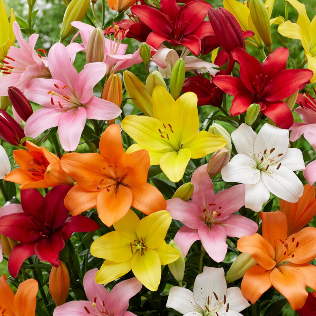 Mixed Di Giglio Flower seeds for Planting - Easy to Grow, Heirloom & GMO Free Seeds for Home Garden