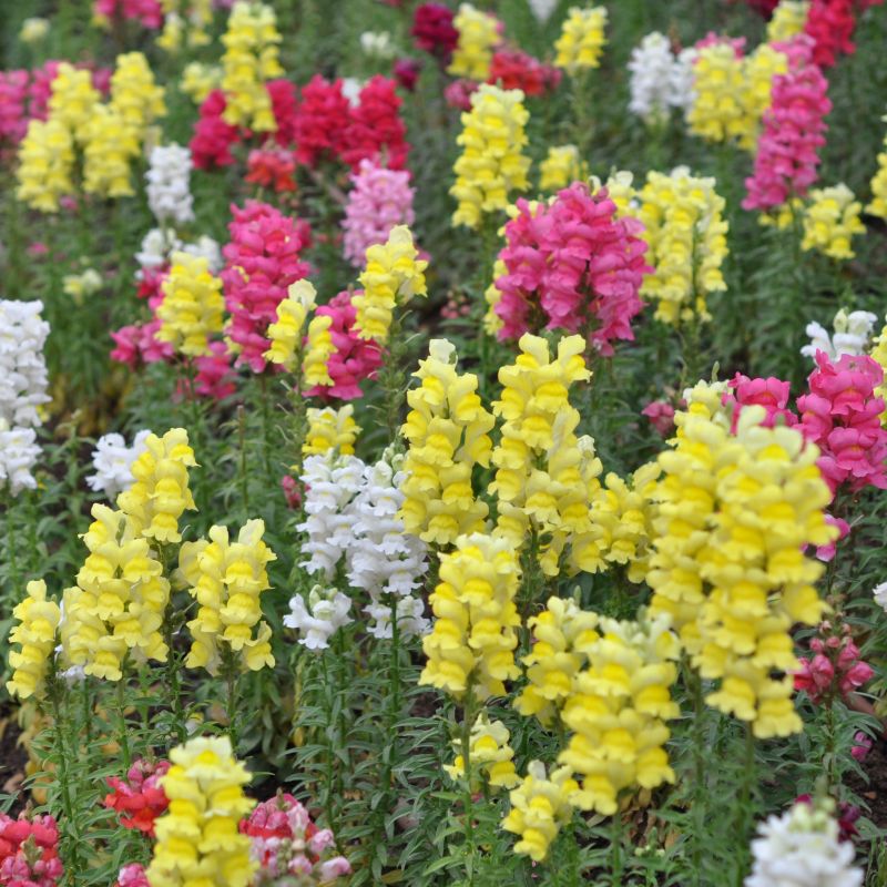 Mixed Snapdragon Flower seeds for Planting - Easy to Grow, Heirloom & GMO Free Seeds for Home Garden