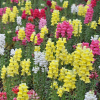 Mixed Snapdragon Flower seeds for Planting - Easy to Grow, Heirloom & GMO Free Seeds for Home Garden