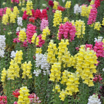 Mixed Snapdragon Flower seeds for Planting - Easy to Grow, Heirloom & GMO Free Seeds for Home Garden
