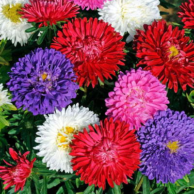 100 Pcs