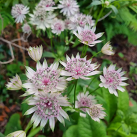 Mixed Astrantia Flower Varieties Blooming