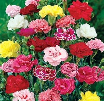 100 Pcs