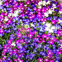 Mixed Cascade Flower Seeds