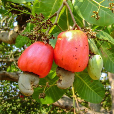 100 PCS