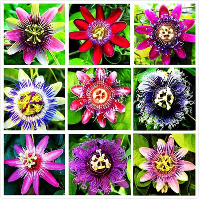 100 Pcs