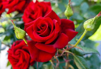 Mixed Color Roses Blooming in Home Garden