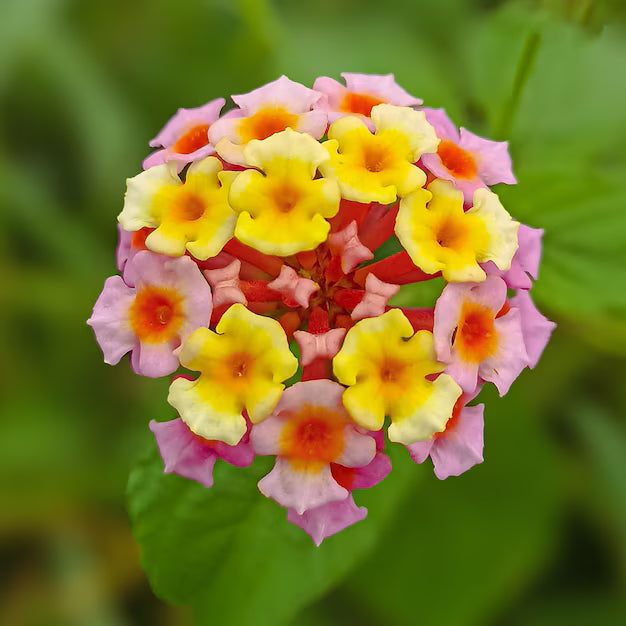 Mixed Lantana Camara Flower seeds for Planting - Garden Favorite, Heirloom & GMO Free Seeds for Home Garden