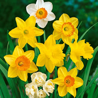 Light Yellow Daffodil Seeds for Planting  Perennial Spring Blooms for Garden
