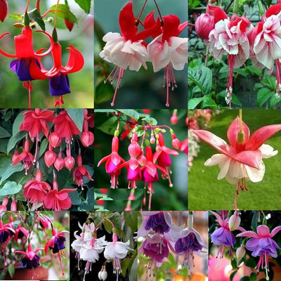 100 Pcs