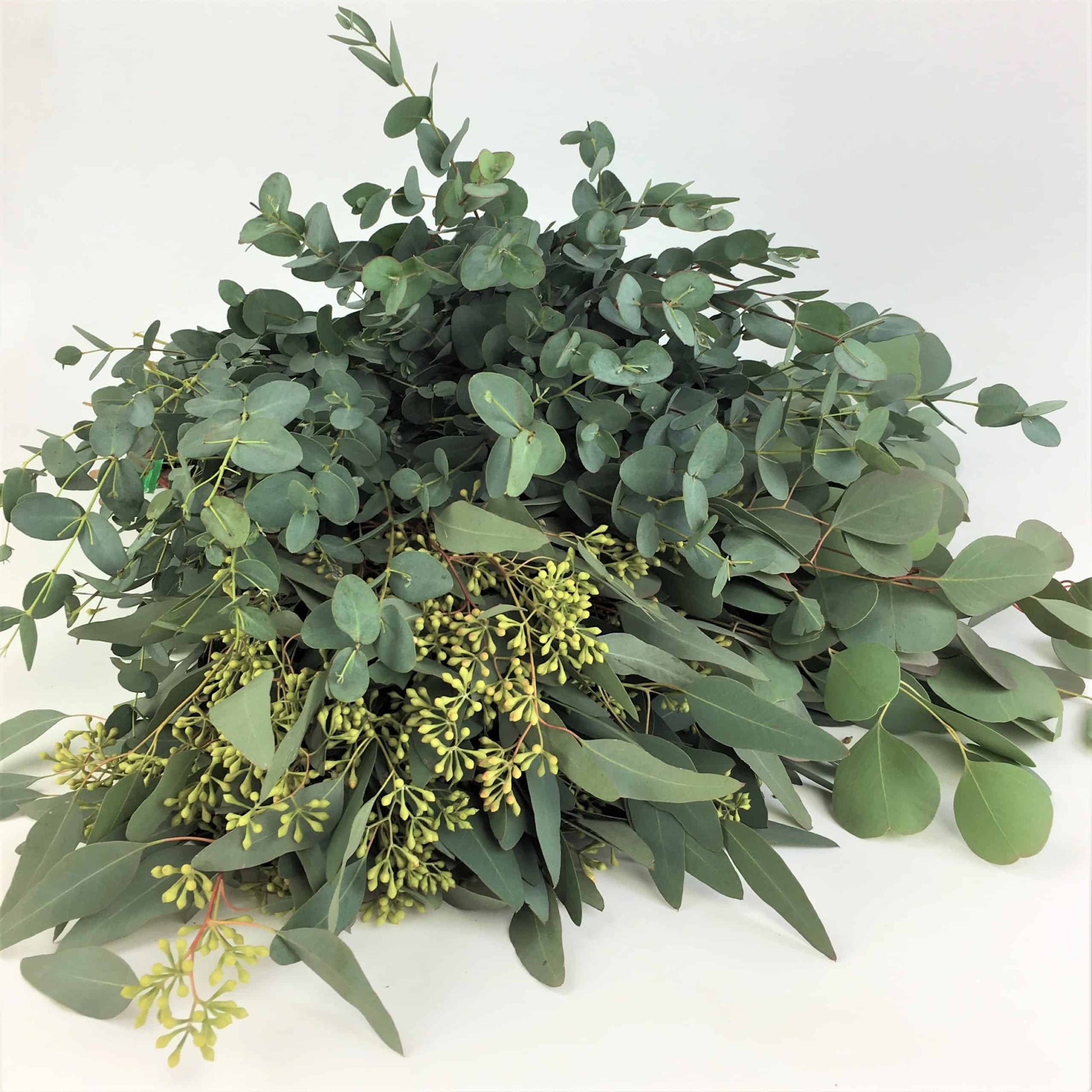 Mixed Eucalyptus Flower seeds for Planting - Vibrant Colors, Heirloom & GMO Free Seeds for Home Garden