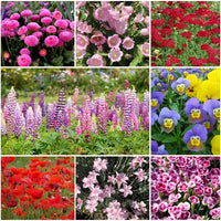 Mixed Flower Seedlings Sprouting from Soil