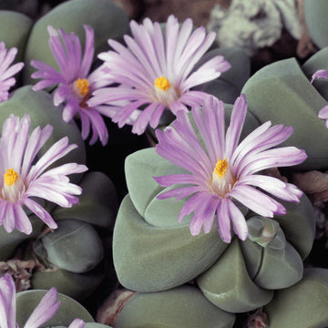 Mixed Gibbaeum seeds for succulent gardening
