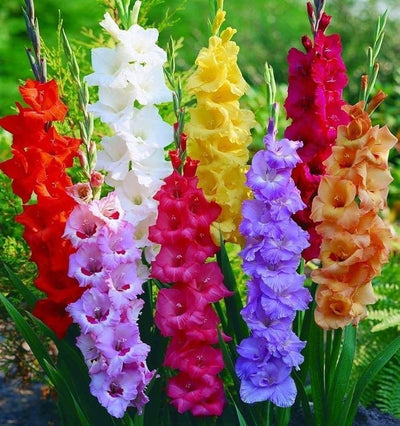 100 Pcs