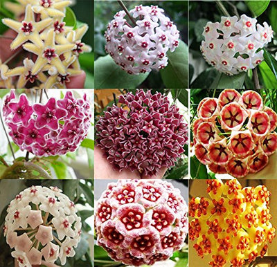100 Pcs